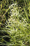 Image of stiff cowbane