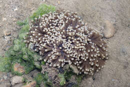 Imagem de Euphyllia glabrescens (Chamisso & Eysenhardt 1821)