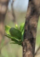 Image of Common Barberry