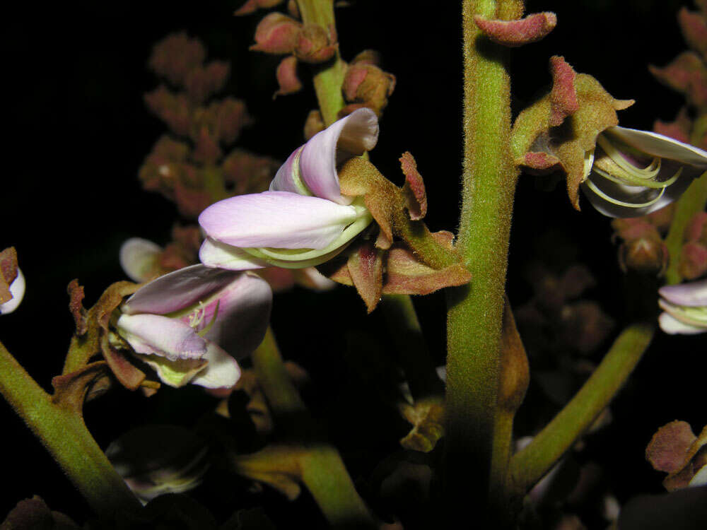 Image of Dussia macroprophyllata (Donn. Sm.) Harms