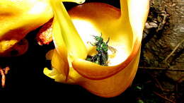 Image of Coryanthes speciosa Hook.