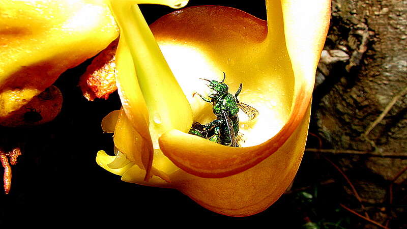 Image of Coryanthes speciosa Hook.