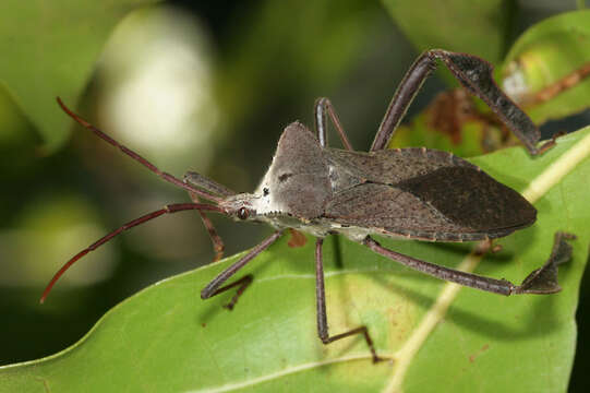 Image of Acanthocephala