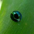 Image of Steelblue Lady Beetle