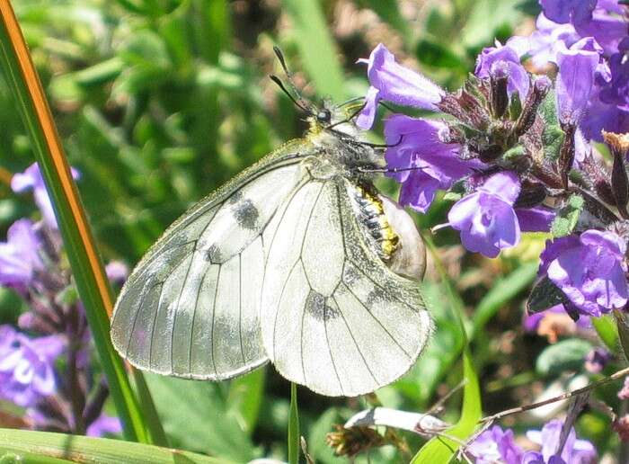 Image of Parnassius