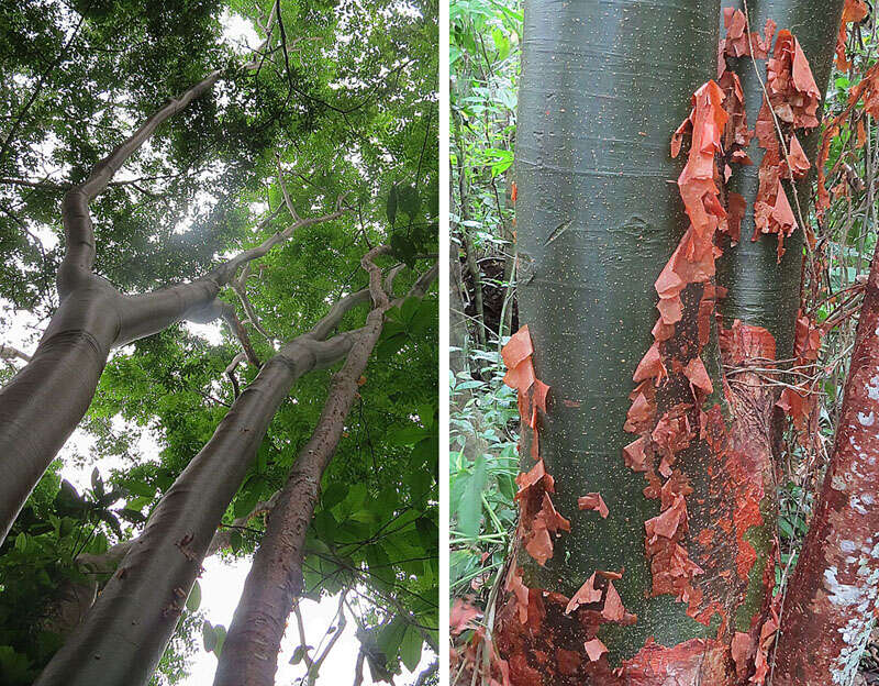 Image of gumbo limbo