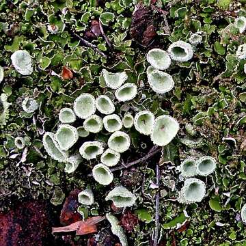 Image of cup lichen