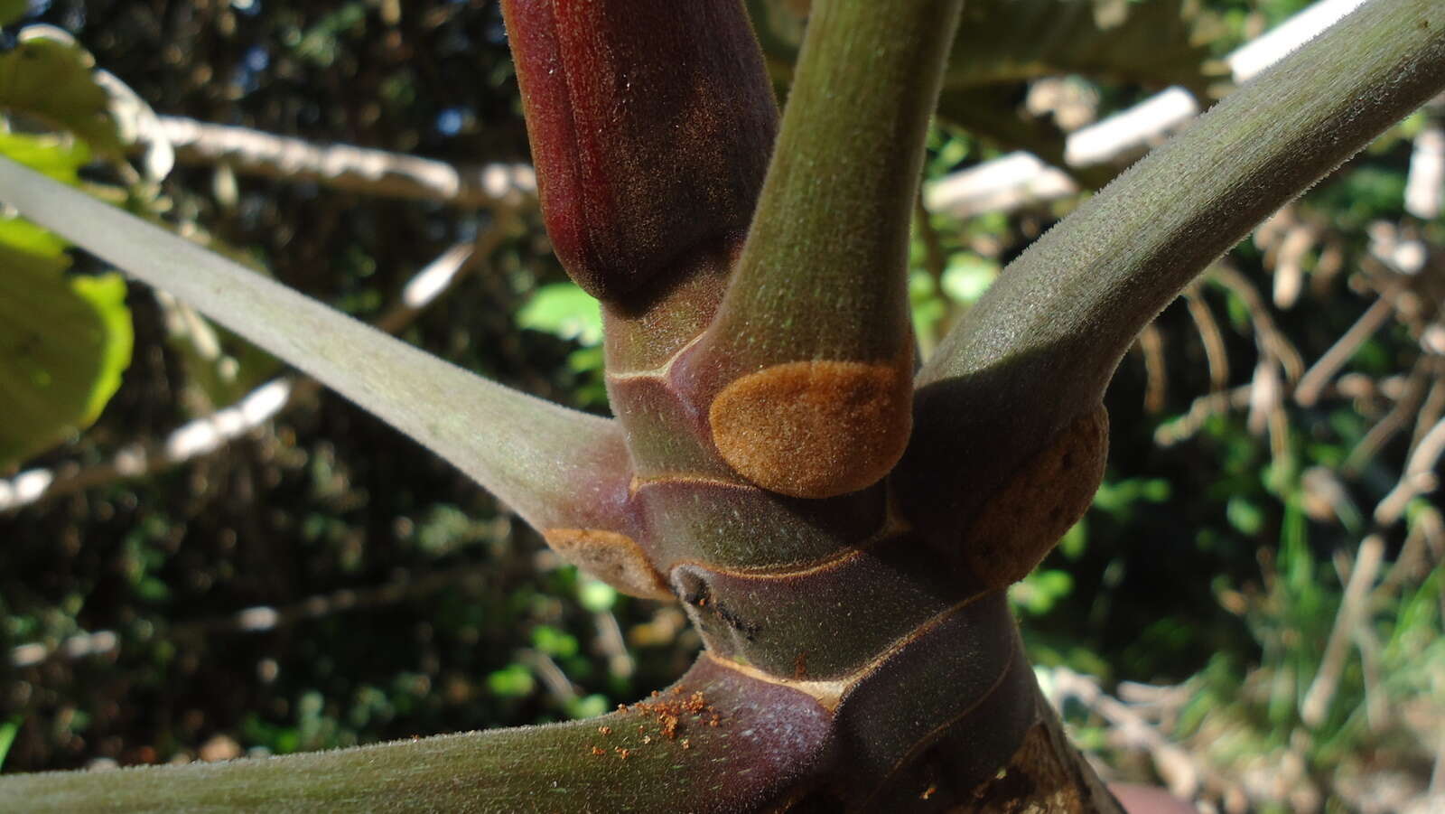 Cecropia resmi