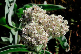 Image of milkweed