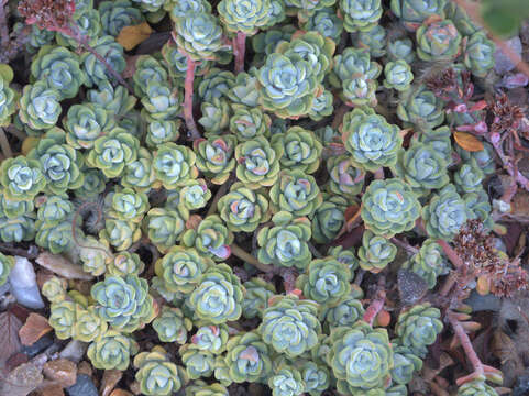 Imagem de Sedum spathulifolium Hook.