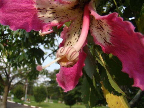 Image of ceiba