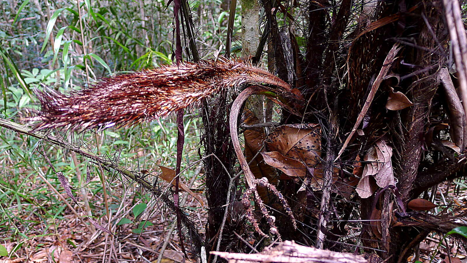 Image of Bactris horridispatha Noblick ex A. J. Hend.