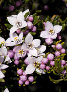 Image of Lemon Boronia