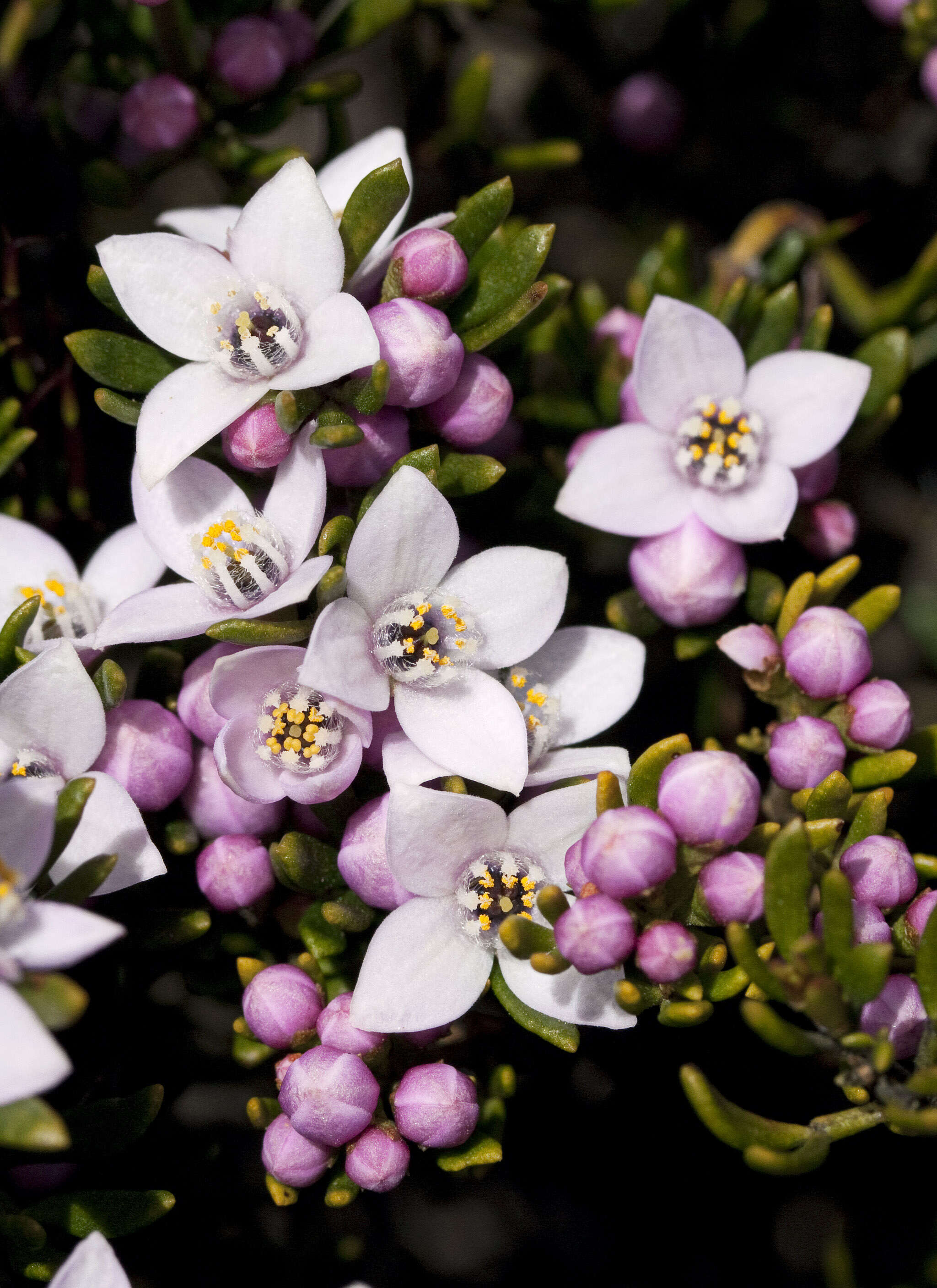 Boronia citriodora subsp. citriodora resmi