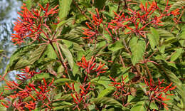 Image of scarletbush