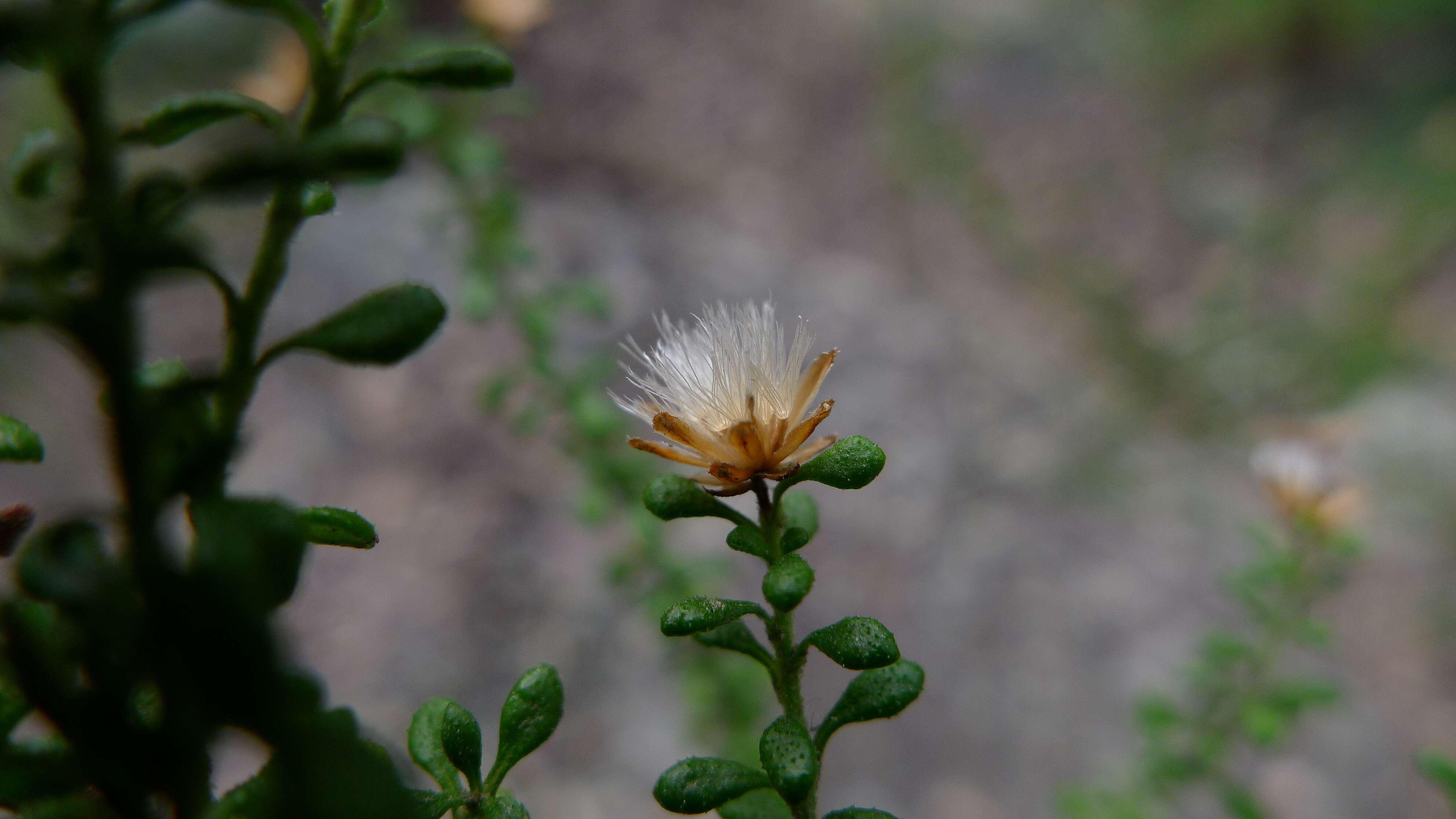 Olearia microphylla (Vent.) Maiden & E. Betche resmi