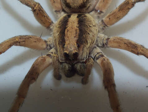 Image of wolf spiders