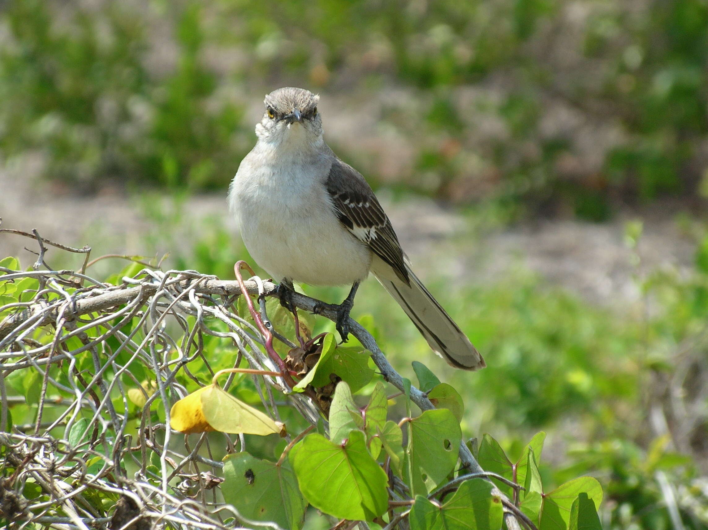 Image of Mimus Boie & F 1826