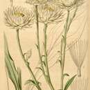 Image de Helichrysum niveum (L.) Less.