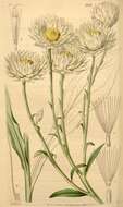 Imagem de Helichrysum niveum (L.) Less.