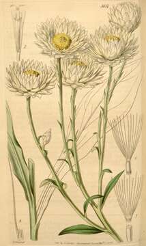 Helichrysum niveum (L.) Less. resmi