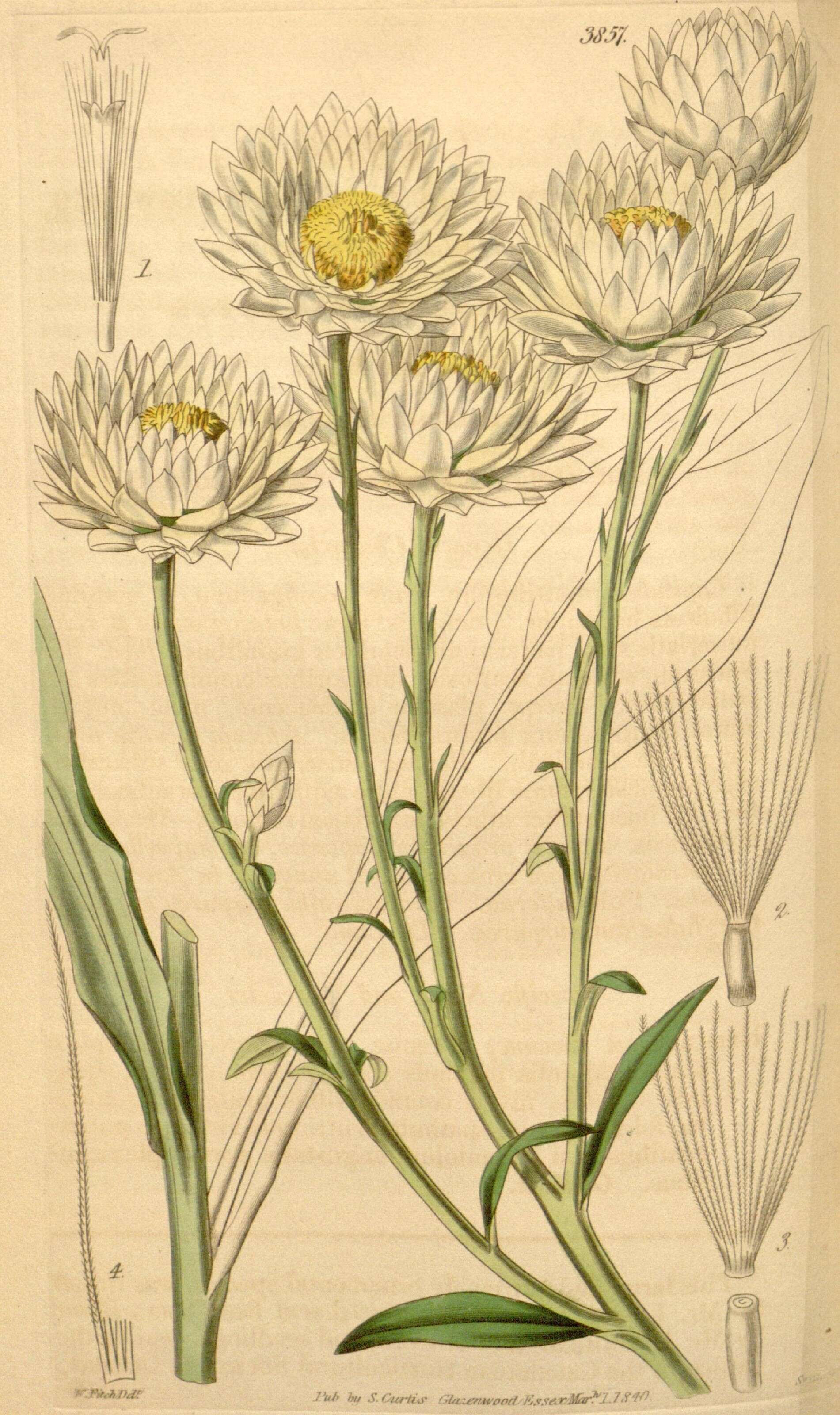 Image of Helichrysum niveum (L.) Less.