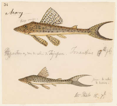 Hypostomus emarginata Valenciennes ex Cuvier & Valenciennes 1840的圖片