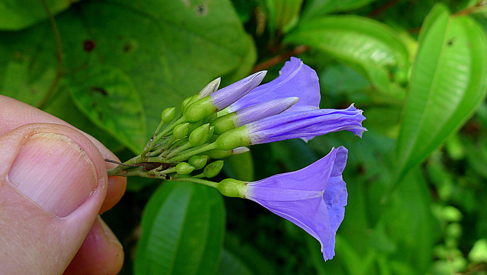 Image of Jacquemontia glaucescens Choisy