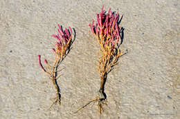 Image of Glasswort