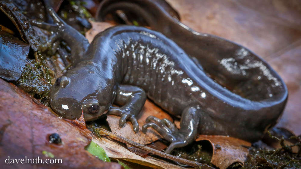 Image of Jefferson Salamander