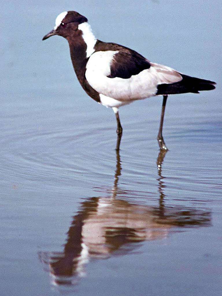 Image of Lapwing