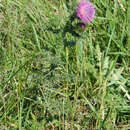 Image of Carduus crispus subsp. crispus