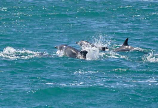 Image of Bottlenose Dolphin