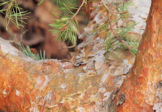 Image of Scotch Pine