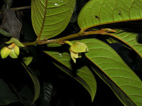 Image of Guatteria pudica N. Zamora & Maas