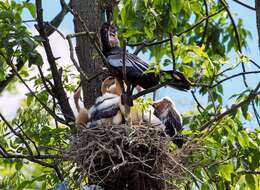 Image de Anhinga d'Amérique