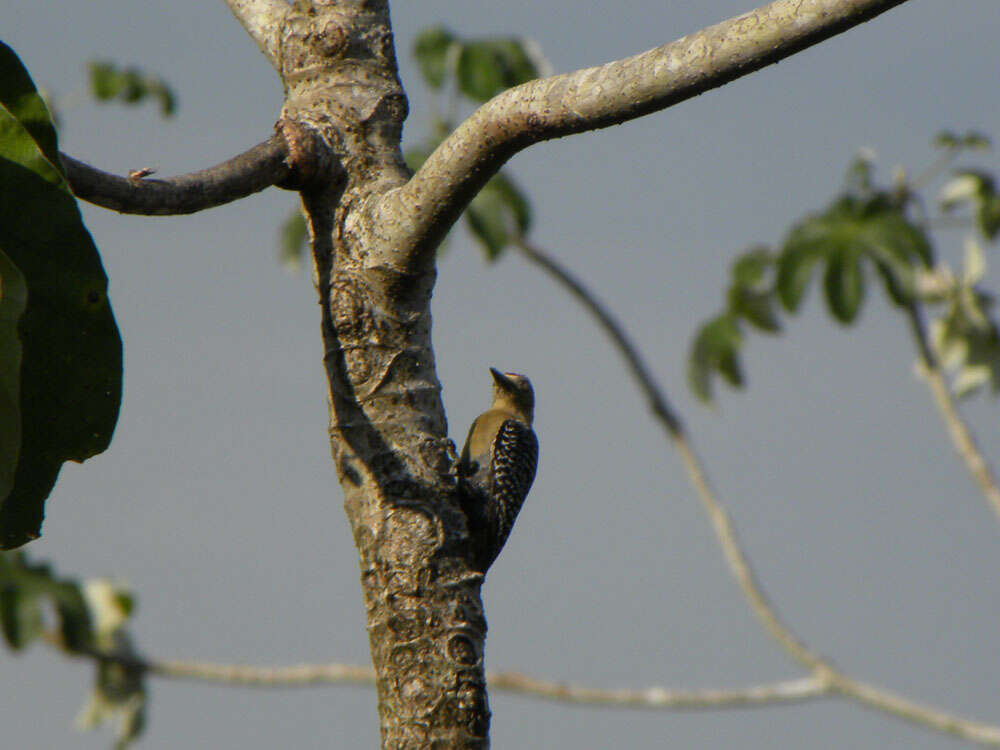 Image of Red-crowned Woodpecker