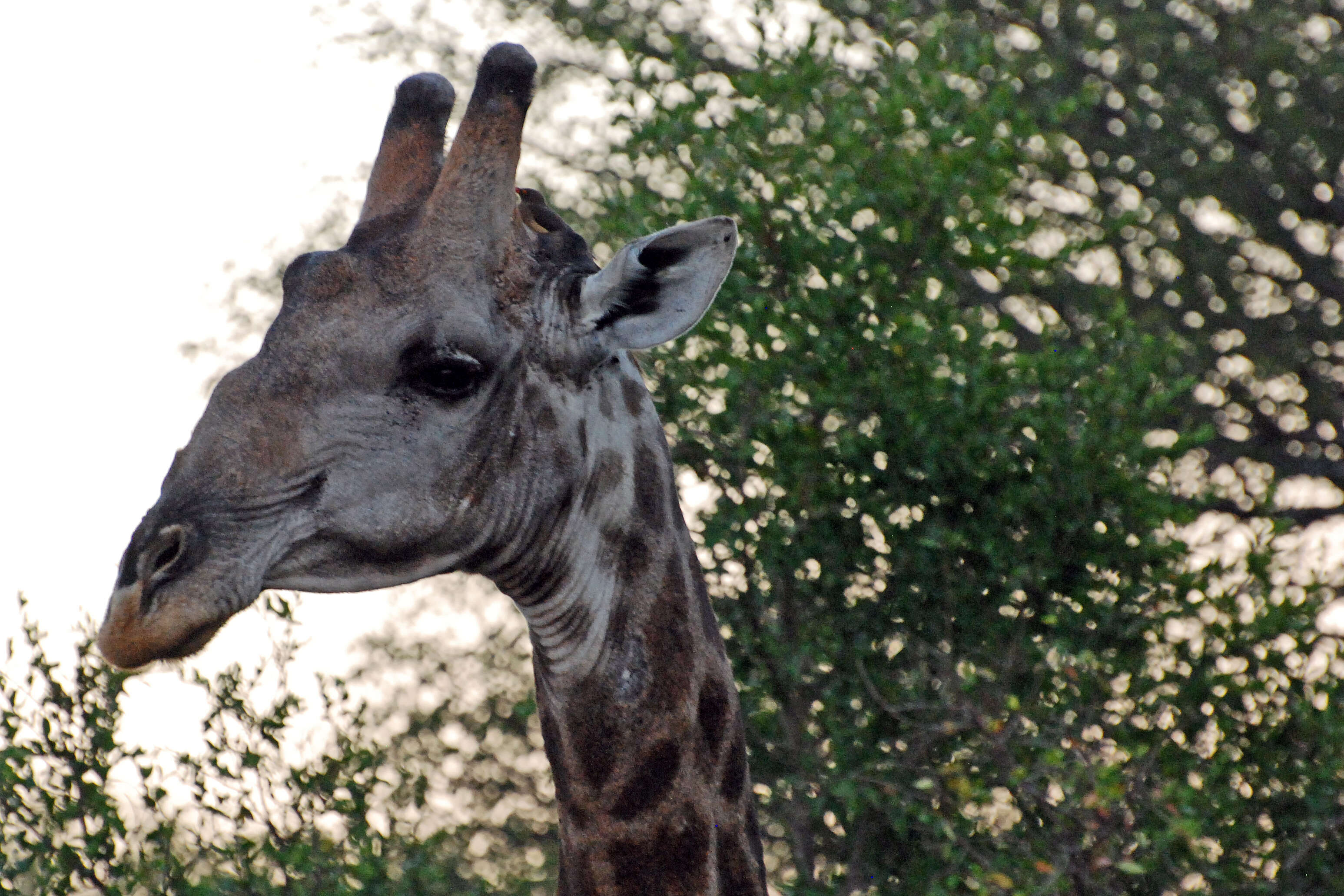 Plancia ëd Giraffa camelopardalis (Linnaeus 1758)