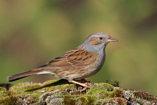 Image of Dunnock