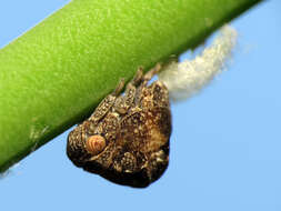 Image of acanaloniid planthoppers