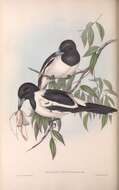 Image of Butcherbird