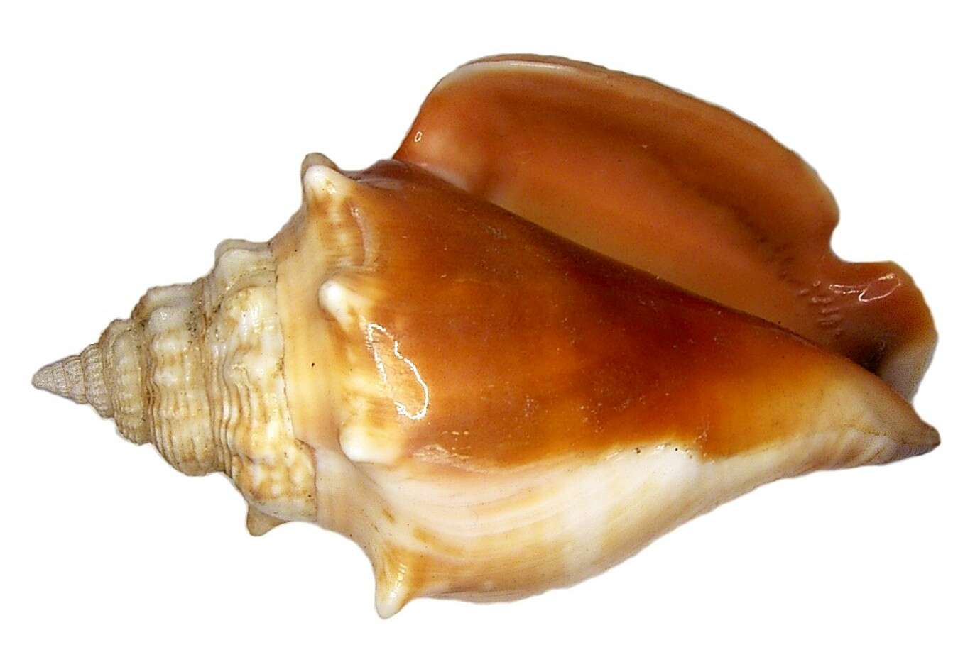 Image of Florida fighting conch