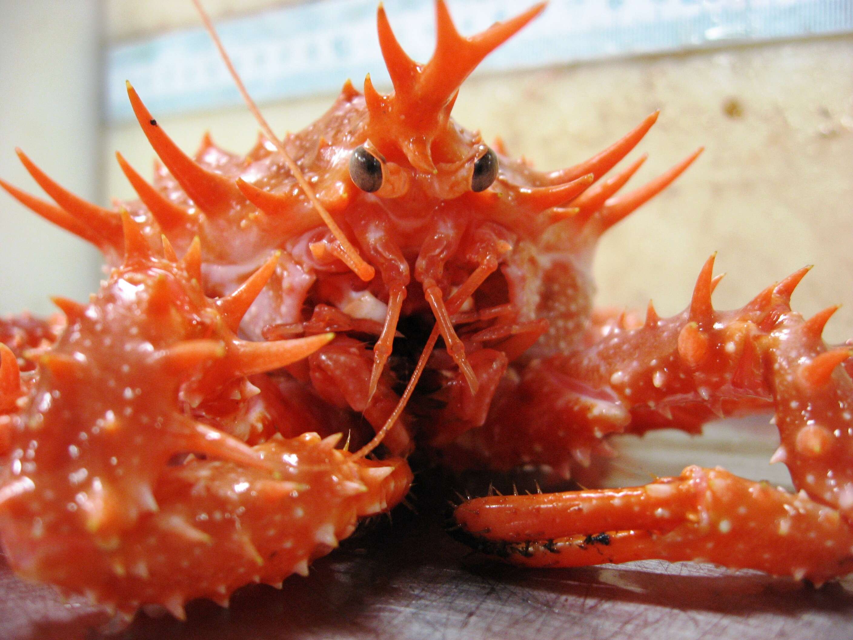 Image of king crabs