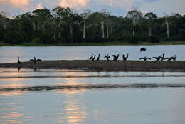 Image of neotropic cormorant