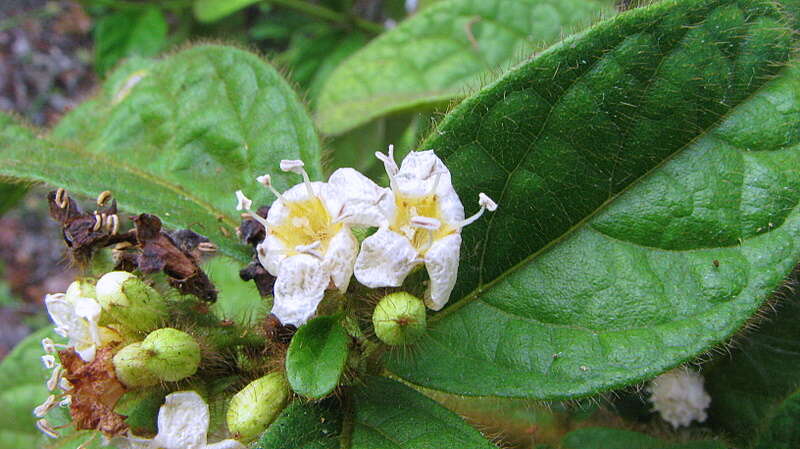 Image of Cordia nodosa Lam.