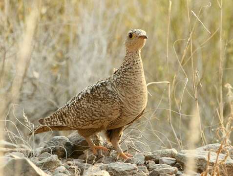 Image of Double-banded Sandgrouse