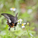 Image de Papilio helenus Linnaeus 1758
