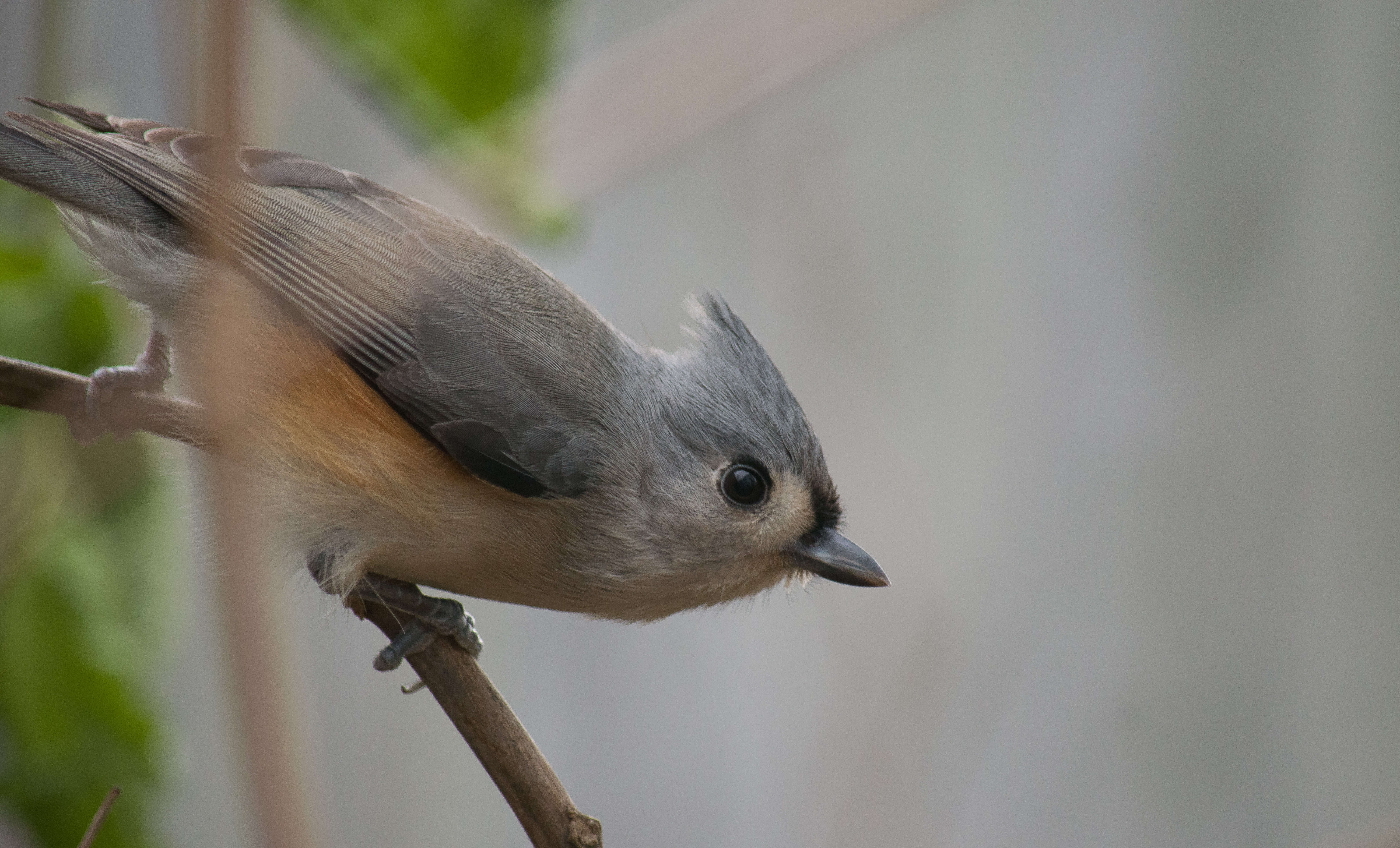 صورة Baeolophus Cabanis 1851