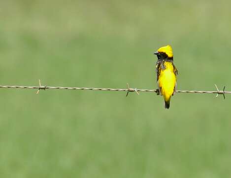 Image of Yellow-crowned Bishop