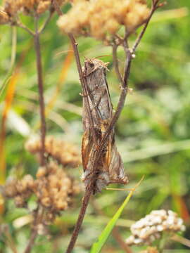 Image of Autographa